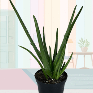 Aloe Vera