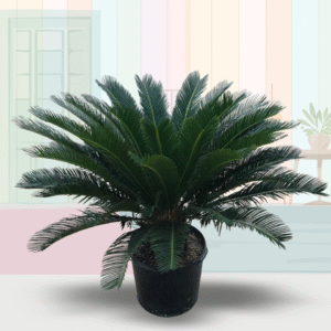 King Sago Palm