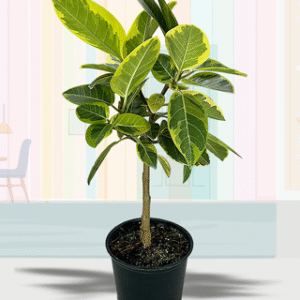 Altissima / Yellow Gem