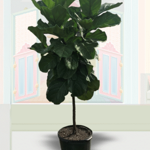 Lyrata (Fiddle-Leaf Fig)