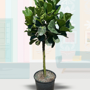 Lyrata Little Sunshine