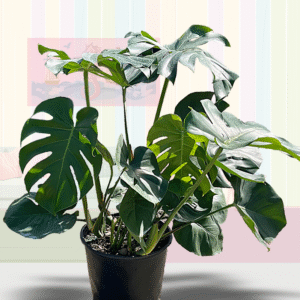 Monstera Deliciosa Bush