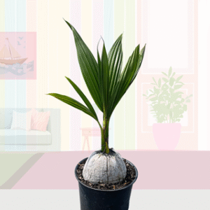 Coconut ("COCO LOCO")