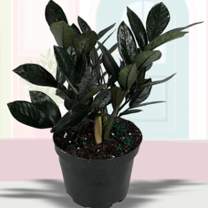 Super Nova (Black ZZ)